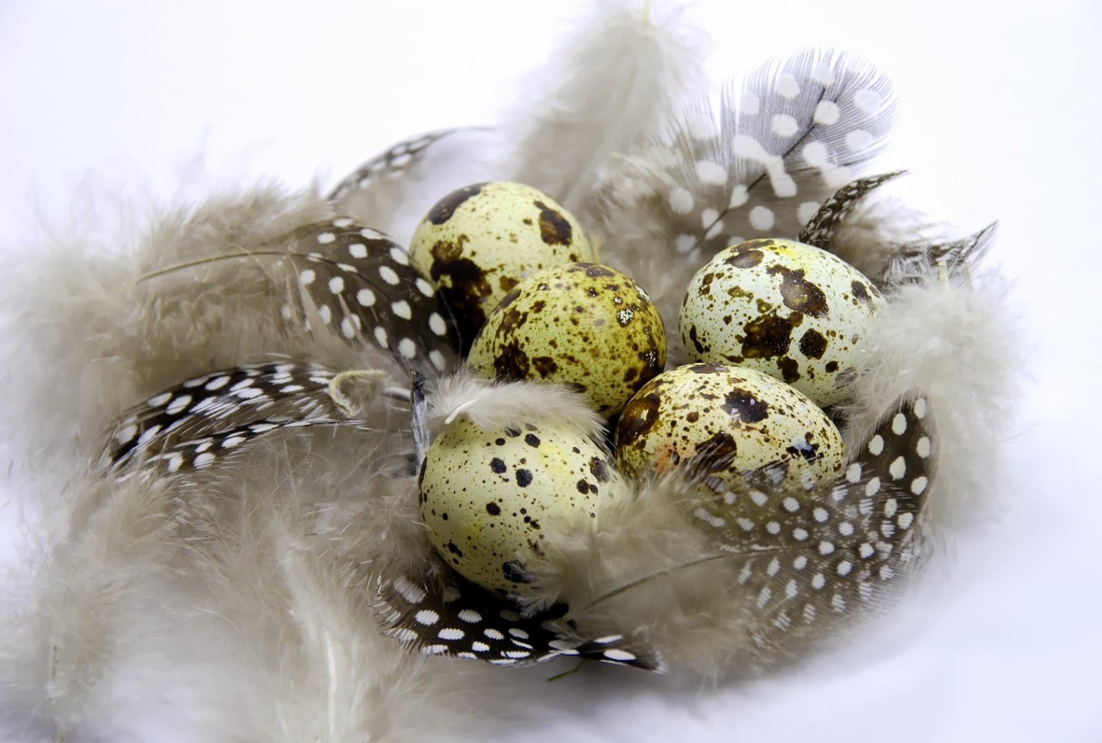 Guinea Fowls Egg Laying Season Incubating Guinea Fowl Eggs Will