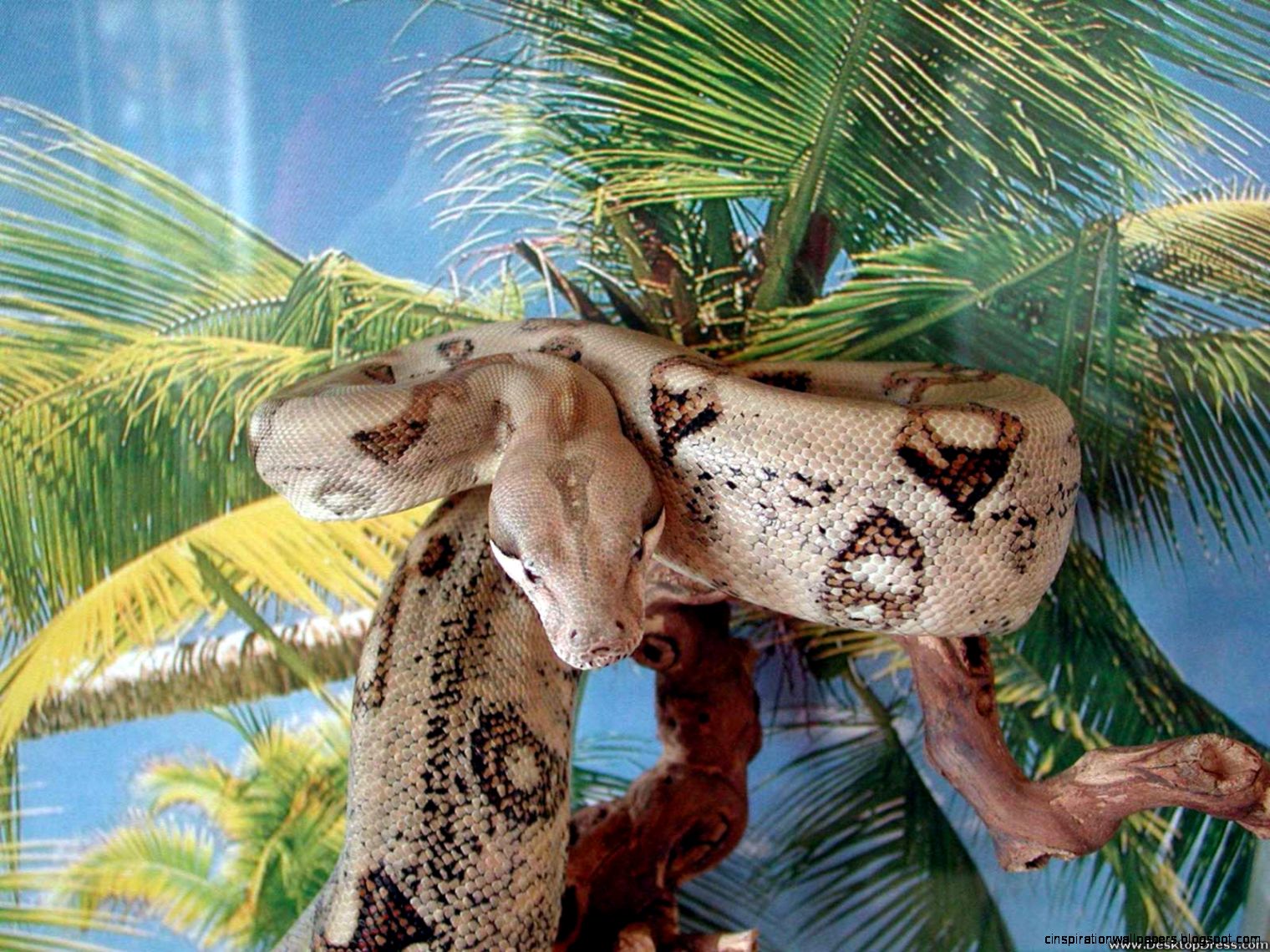 Big Snakes Big Snakes