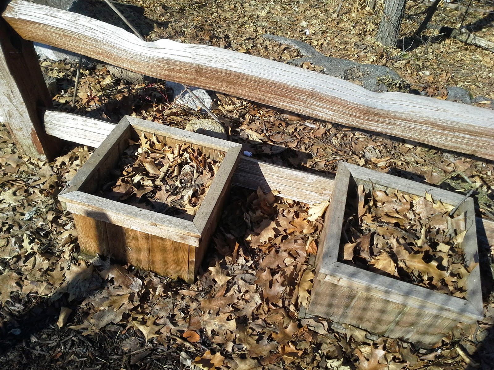 Growing potatoes from the grocery store Success! The Suburban Jungle