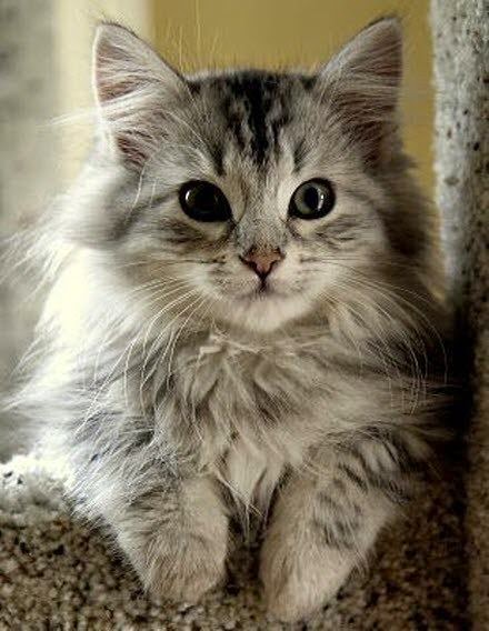 Top 5 Long Haired Cat Breeds