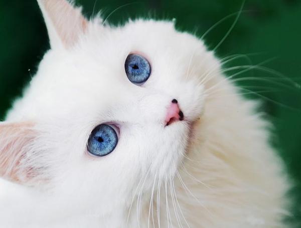 Картинки по запросу коты белые