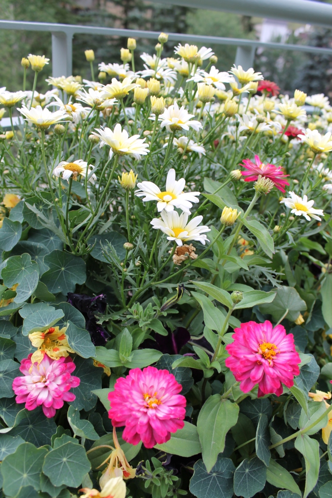 Miss Kopy Kat The Flowers of Vail