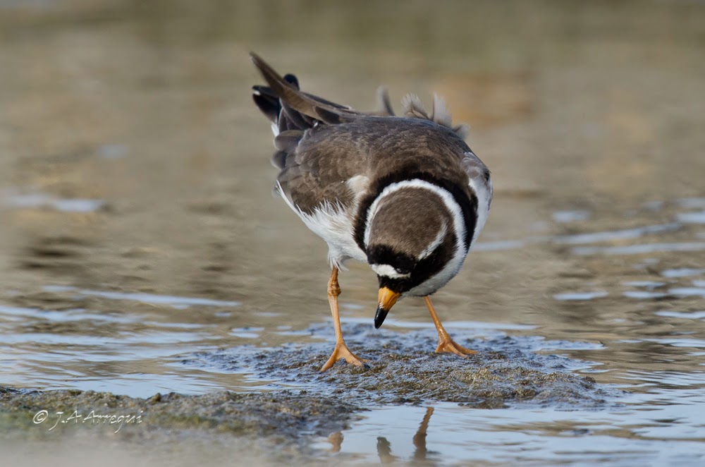 Chorlitejo grande, Charadrius hiaticula, Great Ringed Plover Chorlitejo grande, Charadrius hiaticula, Great Ringed Plover