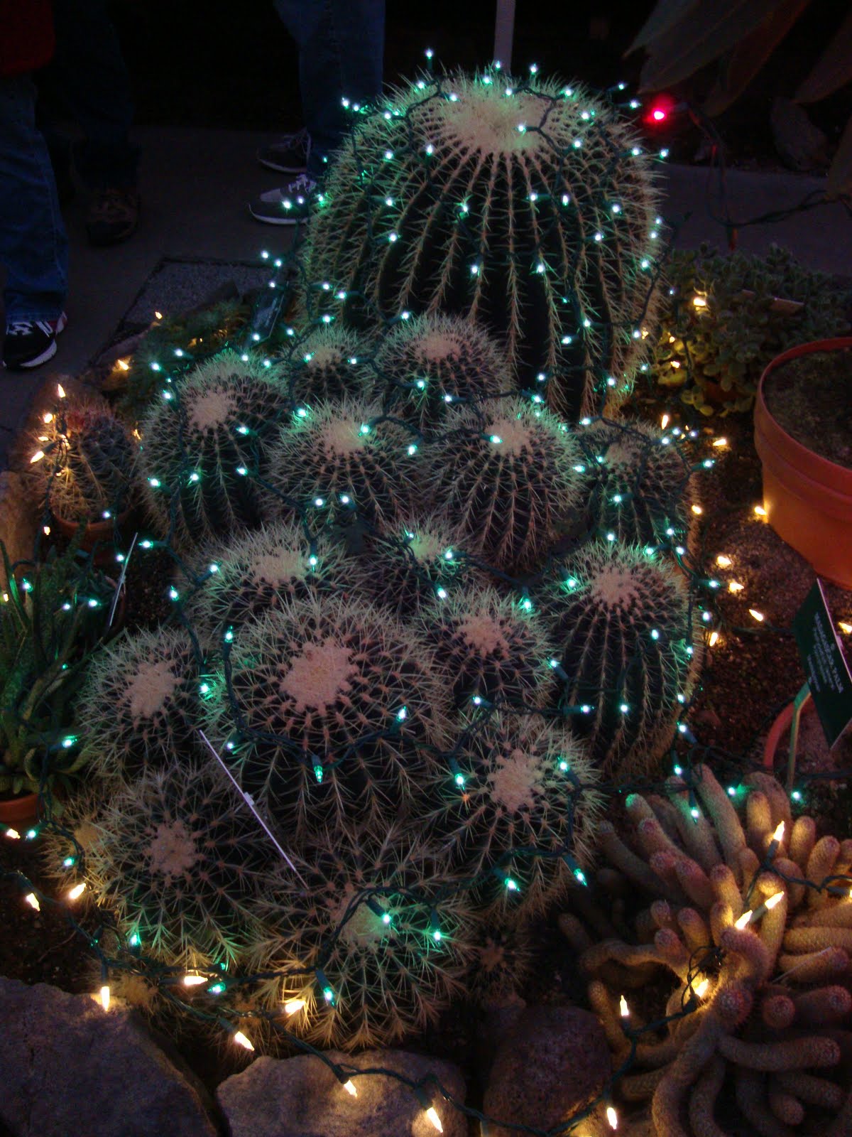 danger garden: Christmas in Spokane, WA…