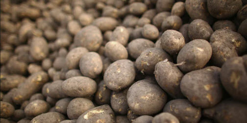Nearly half of all fresh potatoes thrown away daily by UK households