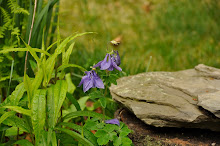 Wildflowers