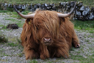 Yak Funny
