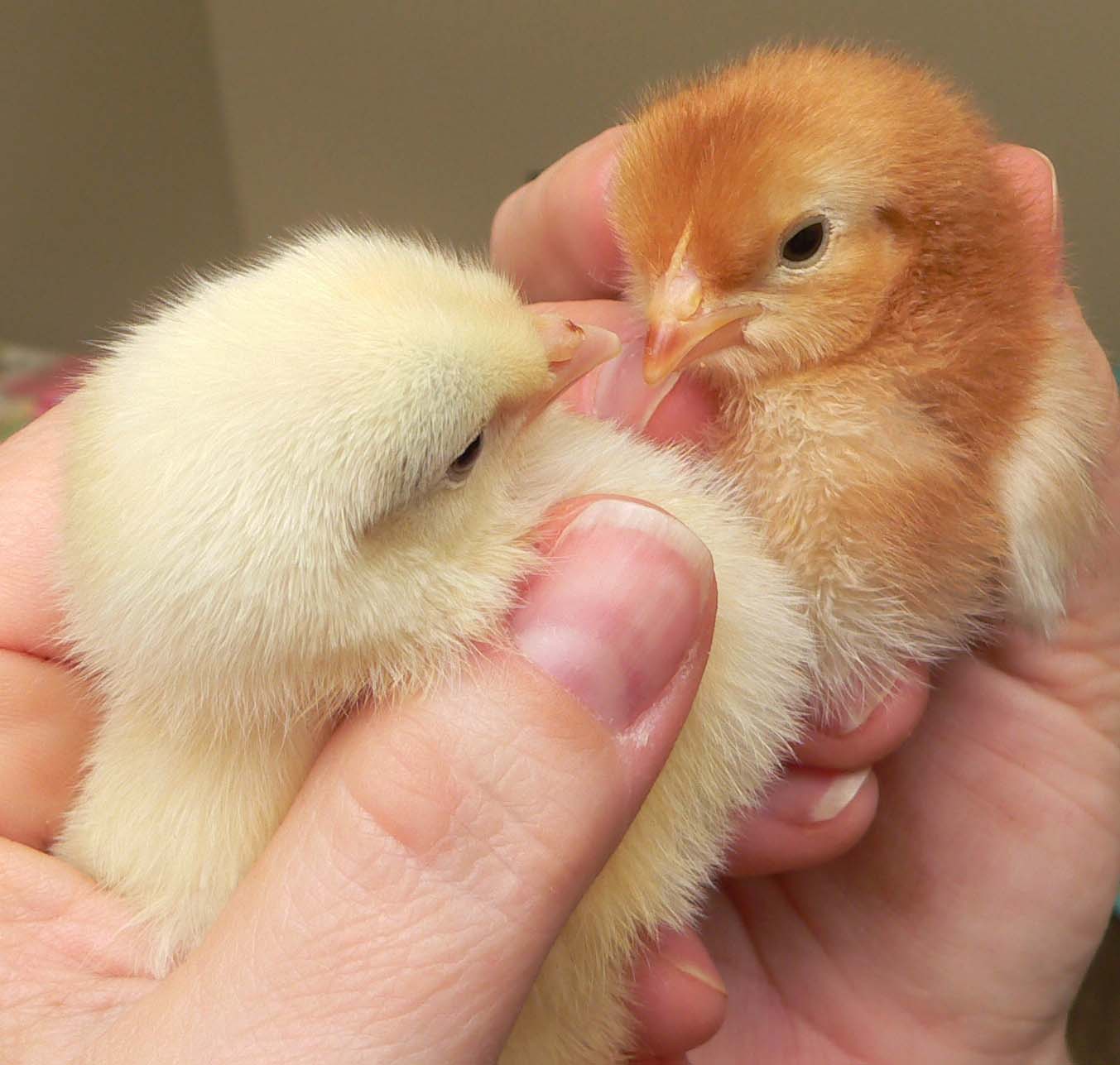 Chicken Chicks