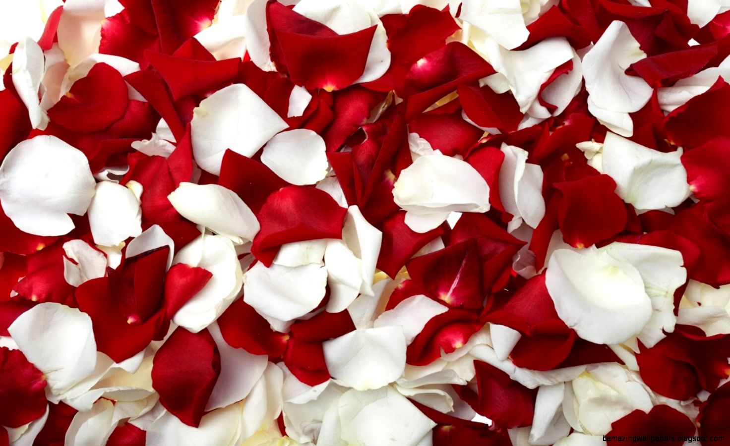 Red and White Roses Wallpaper Puspa Wallpapers Red and White Roses Wallpaper Puspa Wallpapers