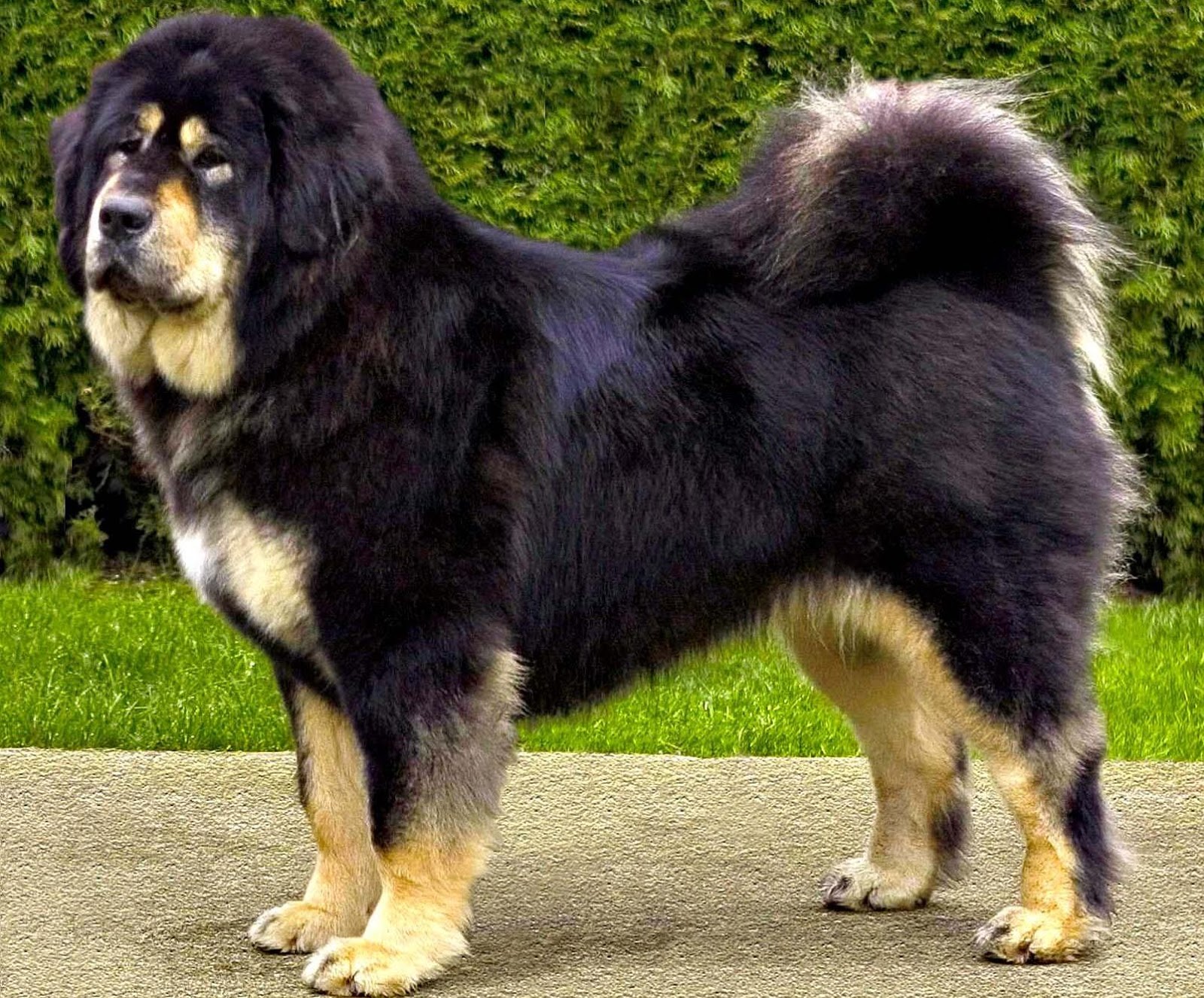tibetan mastiff puppies tibetan mastiff the do khyi and tsang khyi breeds picture tibetan mastiff puppies tibetan mastiff the do khyi and tsang khyi breeds picture
