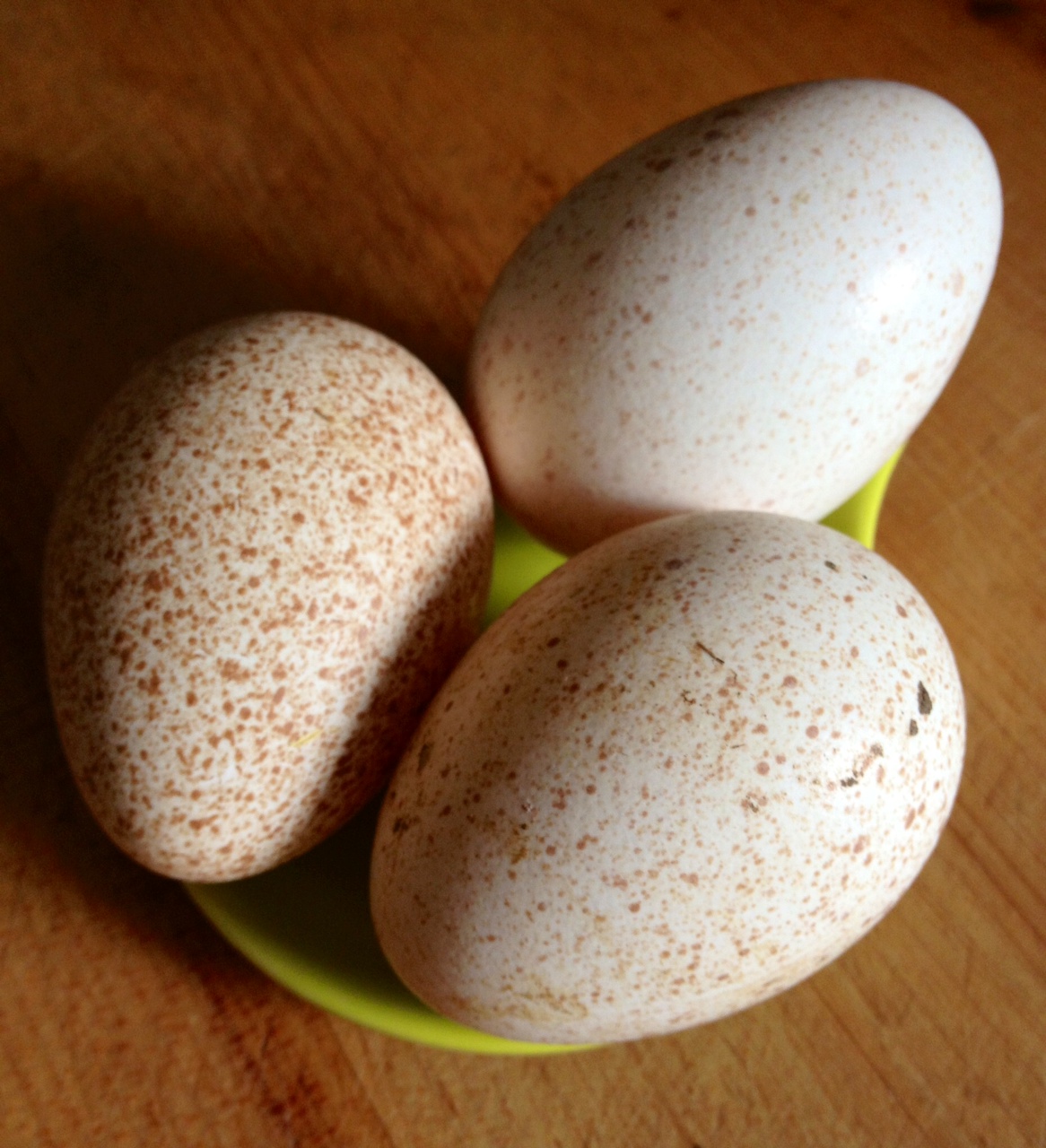 To Market, To Market with San Diego Foodstuff Gobbling Up Turkey Eggs