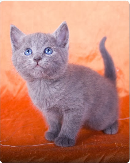 How much does a Russian Blue kitten Cost?