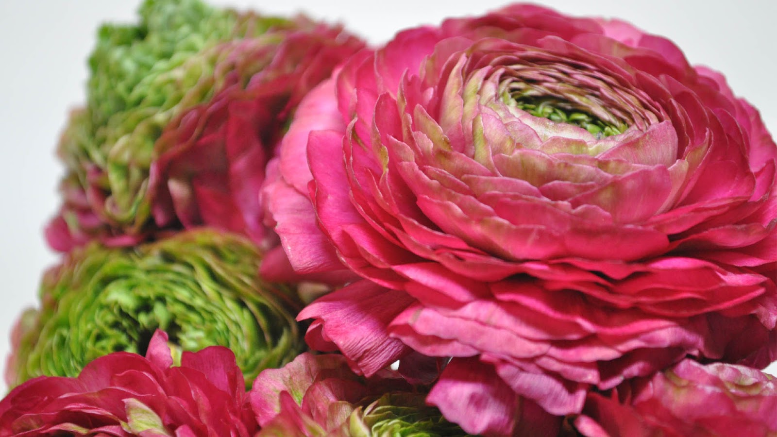 Ranunculus HD Wallpapers (High Definition) Free Background