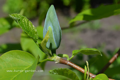 Магнолия заостренная (Magnolia acuminata)
