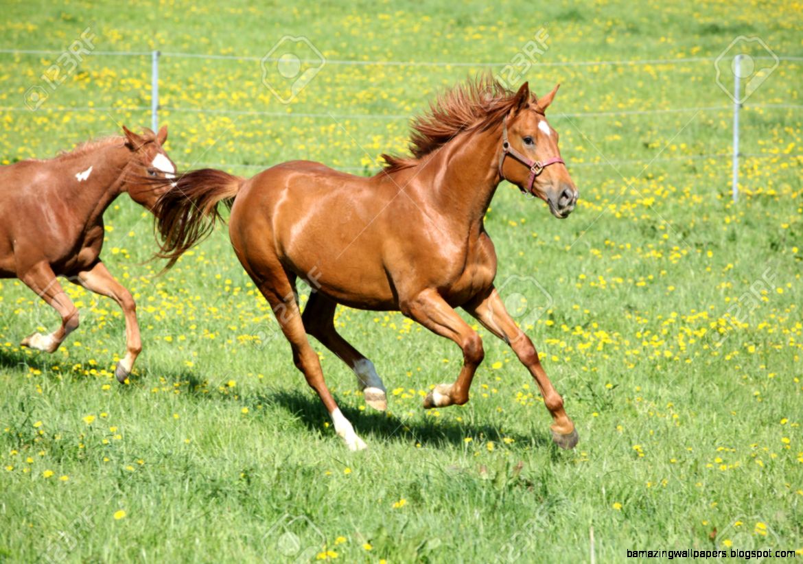 Batch Of Beautiful Horses Running On Spring Pasturage Stock Photo Batch Of Beautiful Horses Running On Spring Pasturage Stock Photo