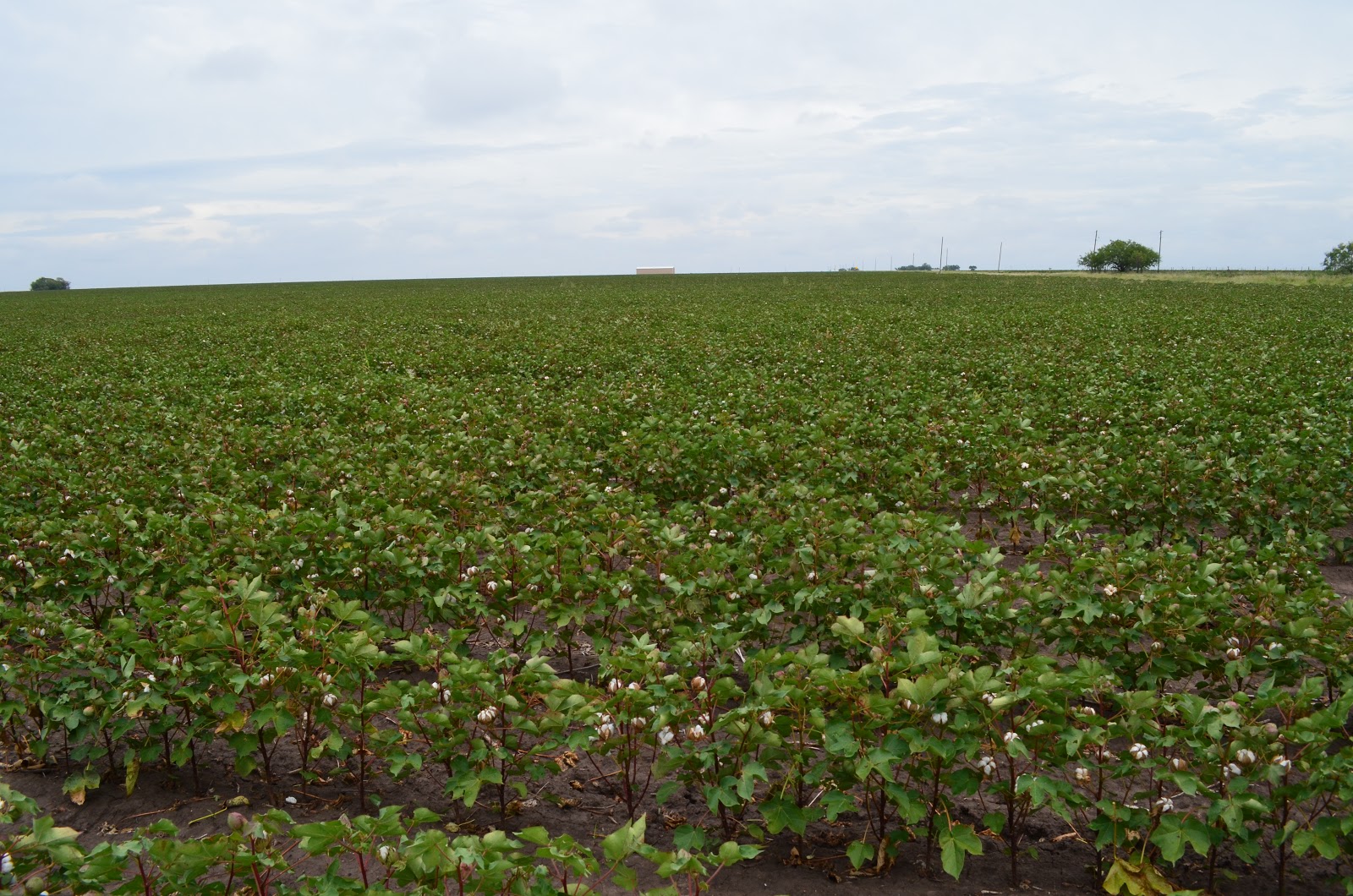 . Kissed A Farmer There is no Fungus Among Us TOPGUARD Fungicide