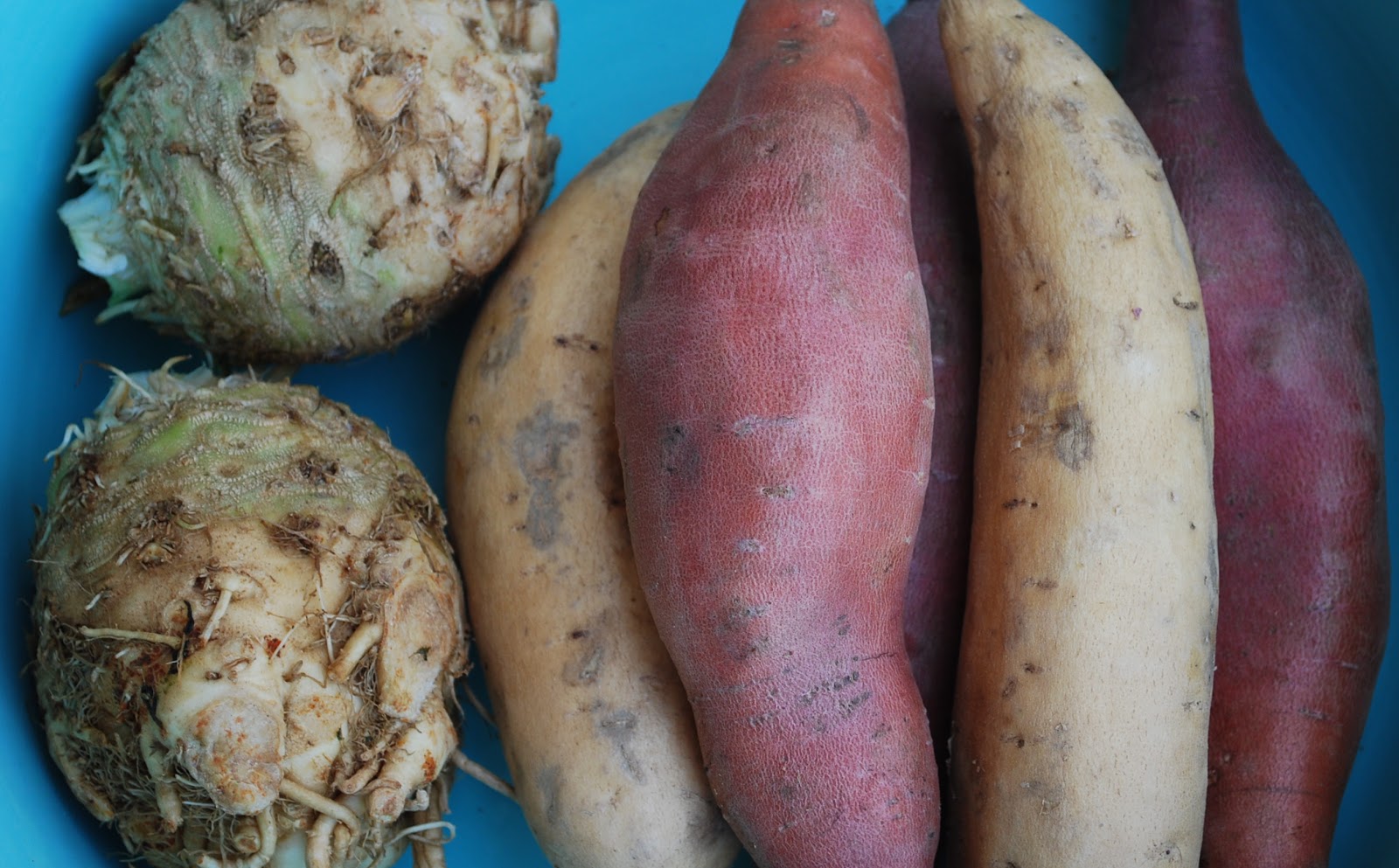 jules blaine davis yam root mash.