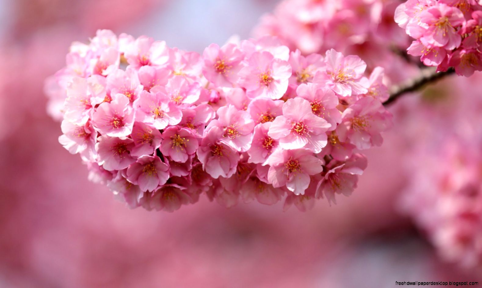 Cherry Flowers Pink Petals Twigs Close Up HD Wallpaper FreeWallsUp Cherry Flowers Pink Petals Twigs Close Up HD Wallpaper FreeWallsUp