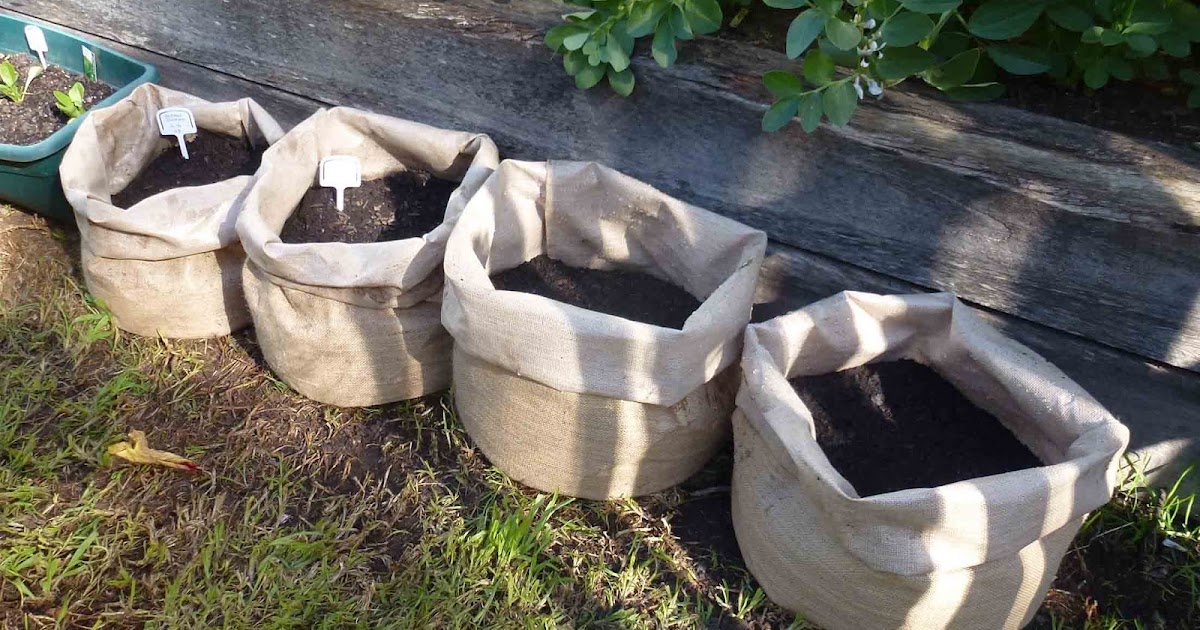 Start To Grow Growing Potatoes in Sacks
