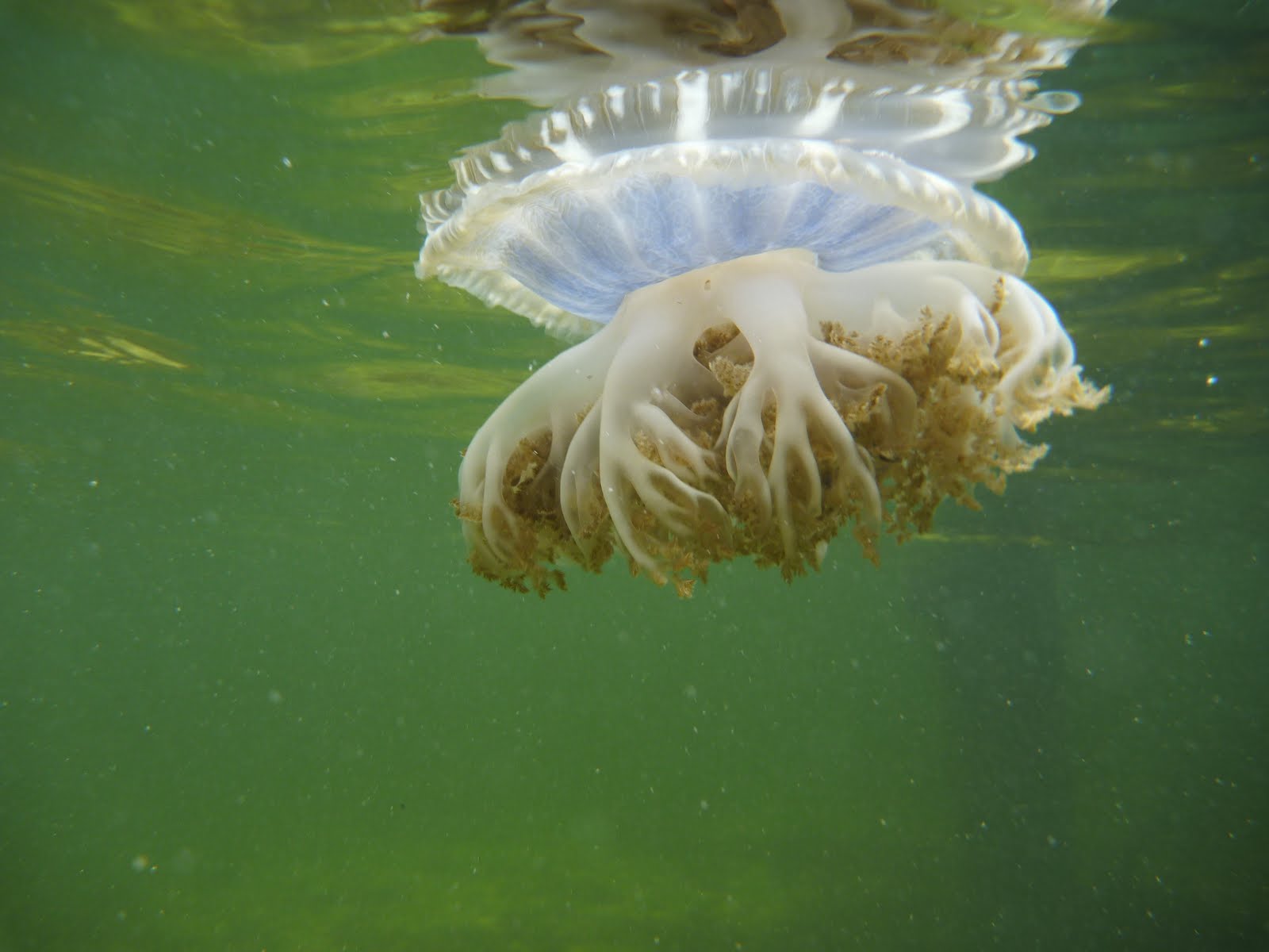 Keys Marine Laboratory Blog The world of the Upsidedown Jellyfish