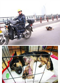 Manusia Kejam Menyeret Anjing Dengan Sepeda Motor