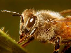 lebah betina