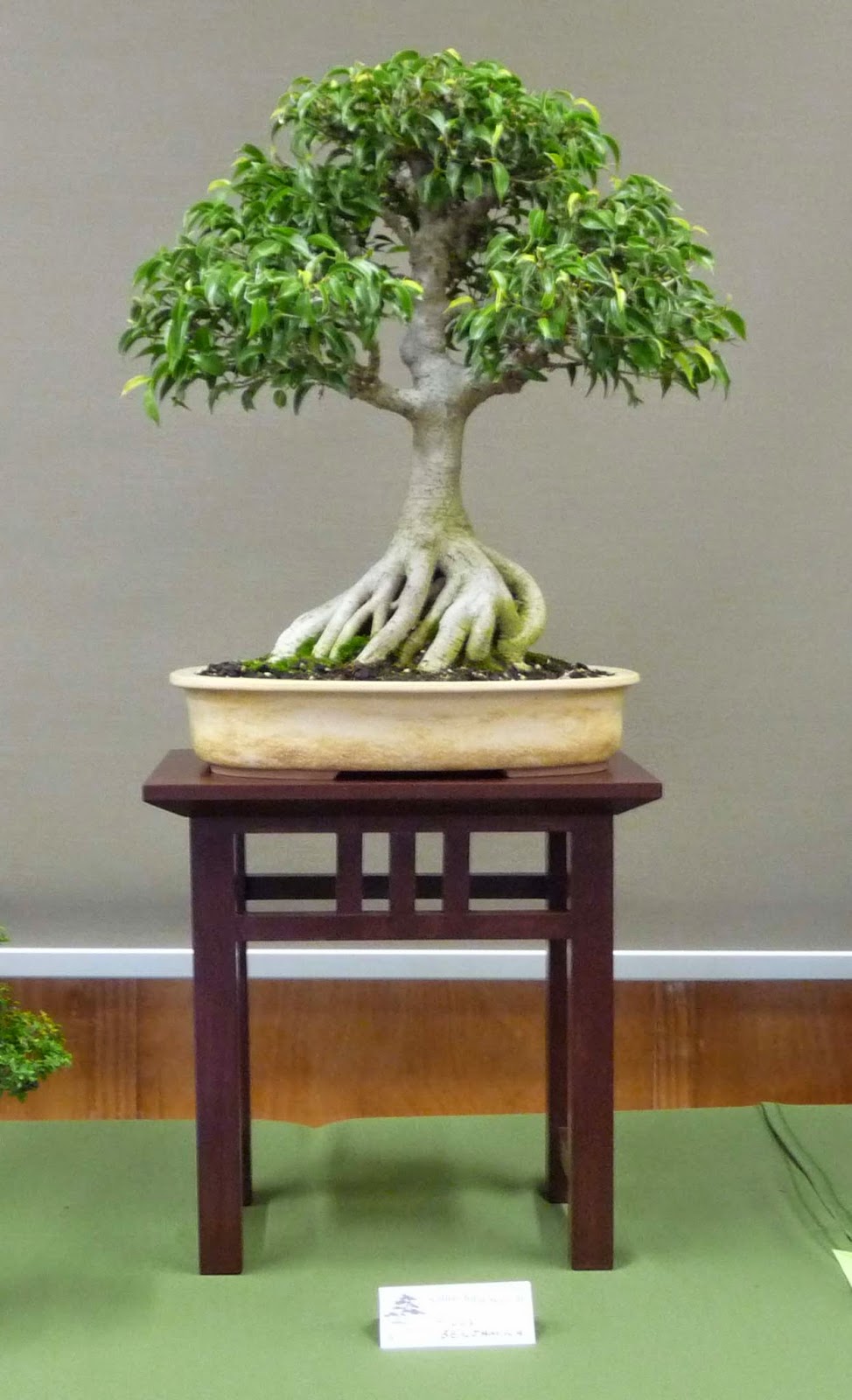 Bonsai & Pottery Post 150 Australian Native Bonsai Exhibition