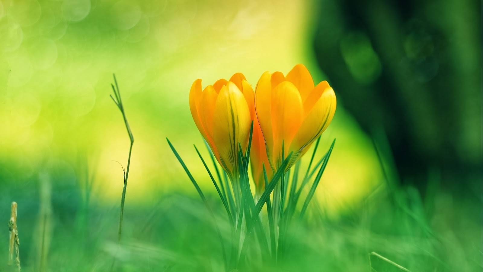Beautiful orange flower beautiful desktop wallpapers 2014