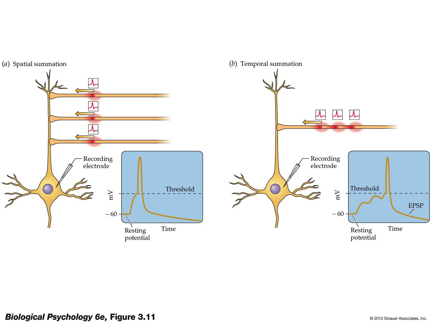 Life After Being A Student My Mission To Learn Neuroanatomy