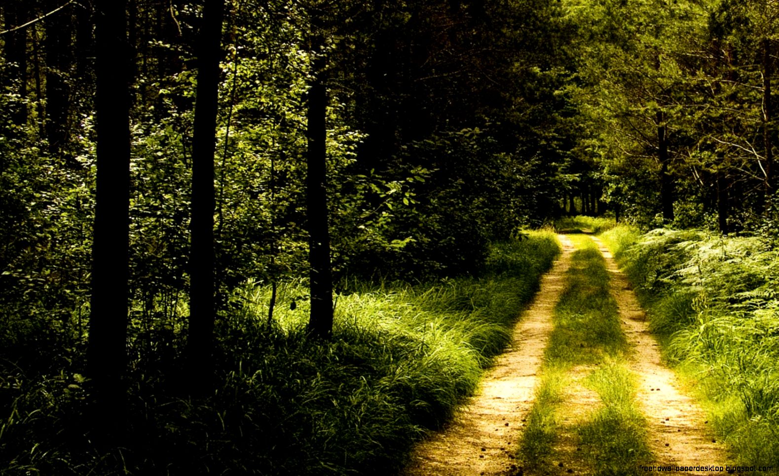 Download Germany Forest Road Wallpaper Landscape Nature Wallpaper Download Germany Forest Road Wallpaper Landscape Nature Wallpaper
