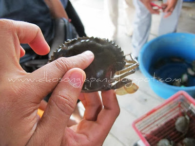 Ketam Lembut