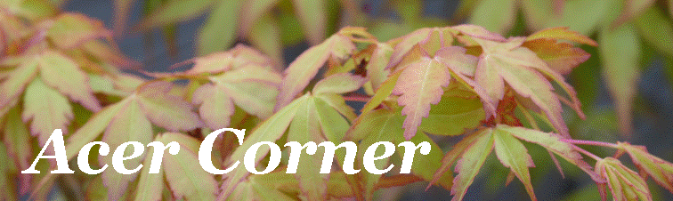 Acer Corner