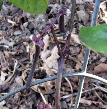 homegrown purple bush beans