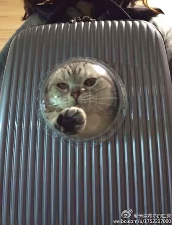 gatinho mochila