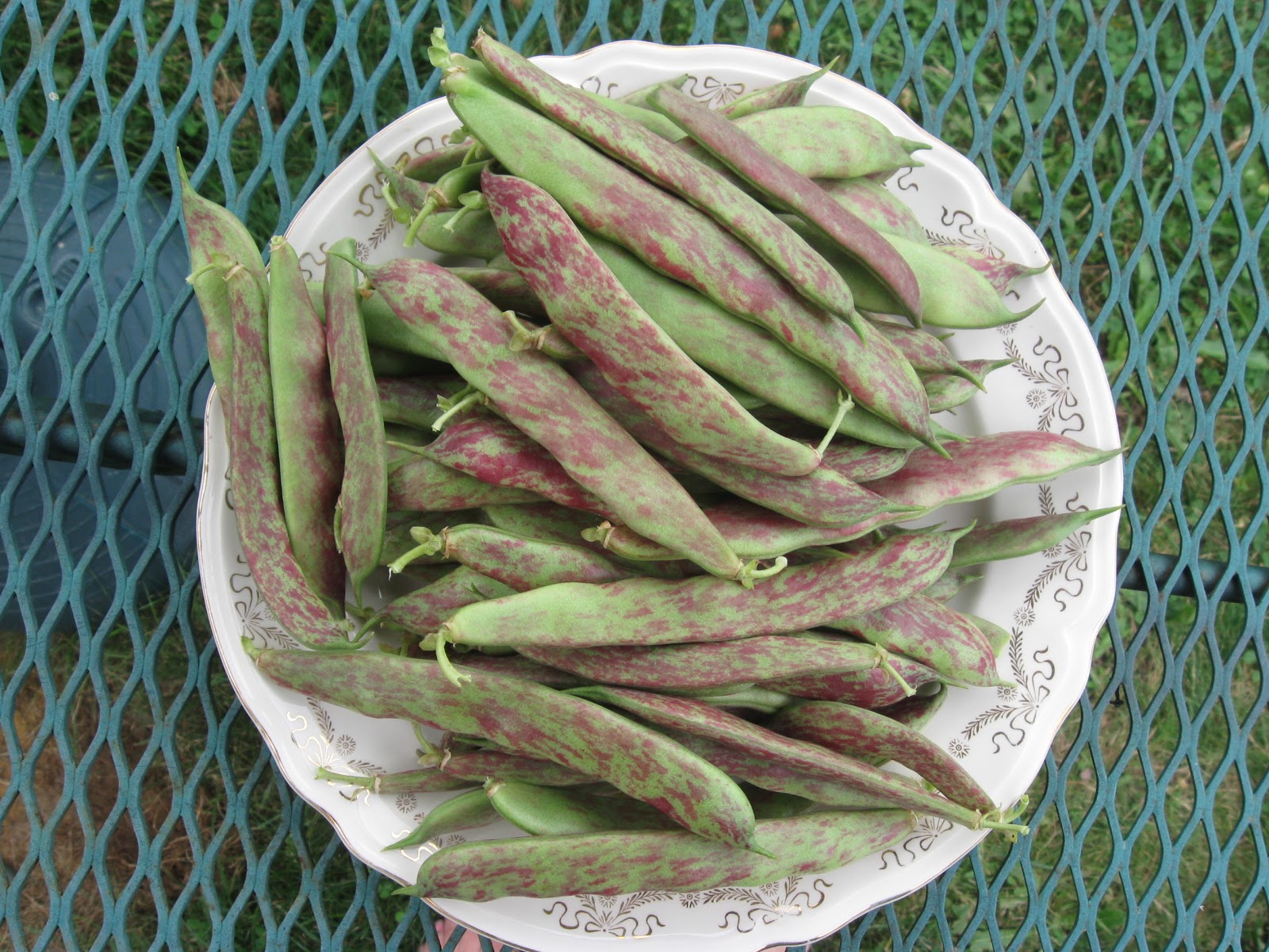 Junque Couture Home Fried Green Tomatoes, Purple Striped Beans and