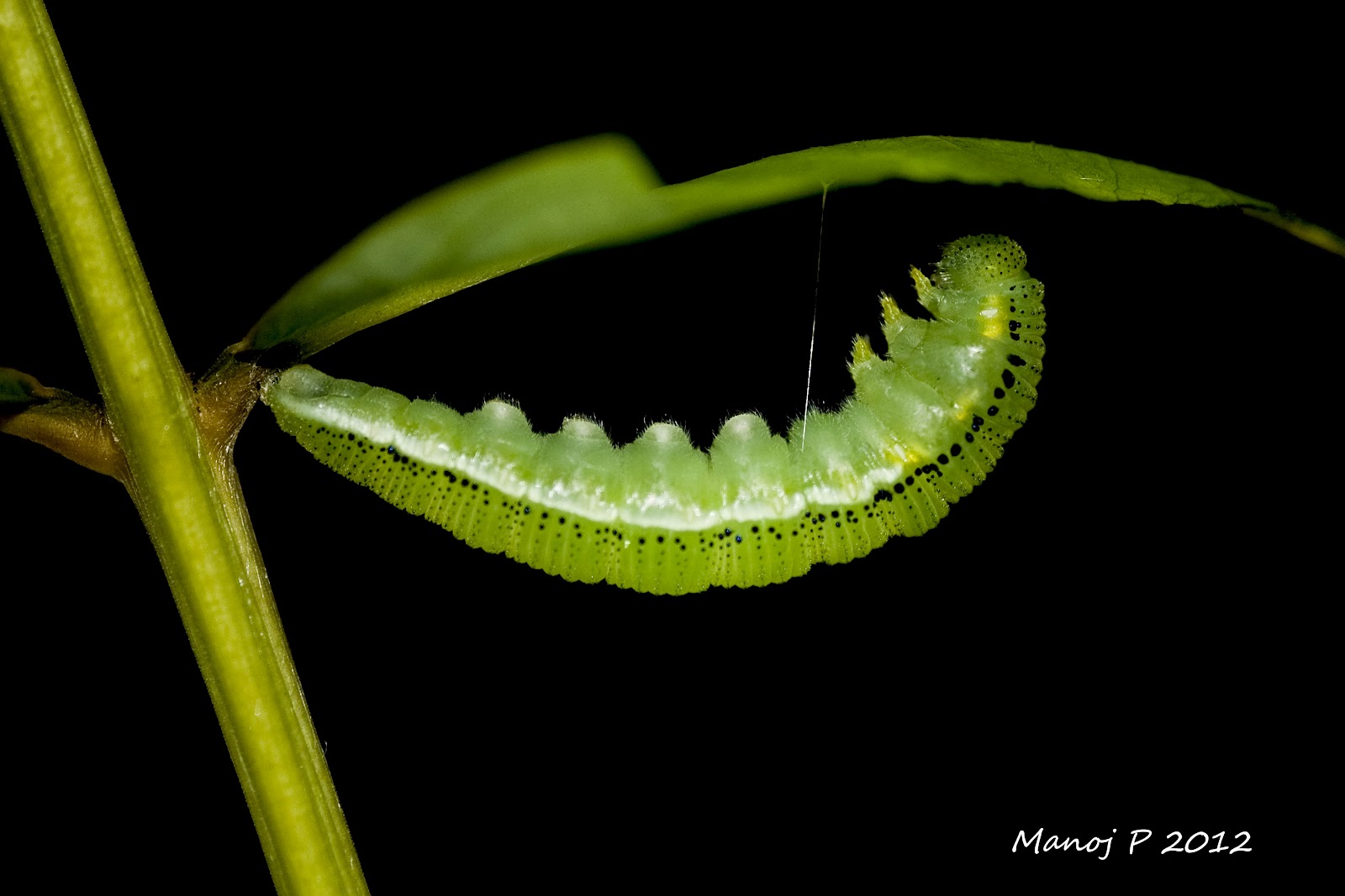 My Butterfly Garden: Common Emigrant