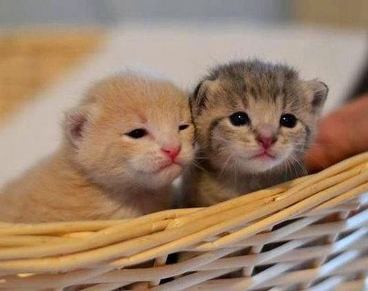 Уход за новорождёнными котятами Уход за новорождёнными котятами