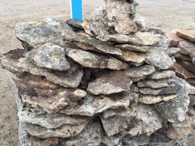 Recklessly Dancing While Supper Burns Making Your Own Bonsai