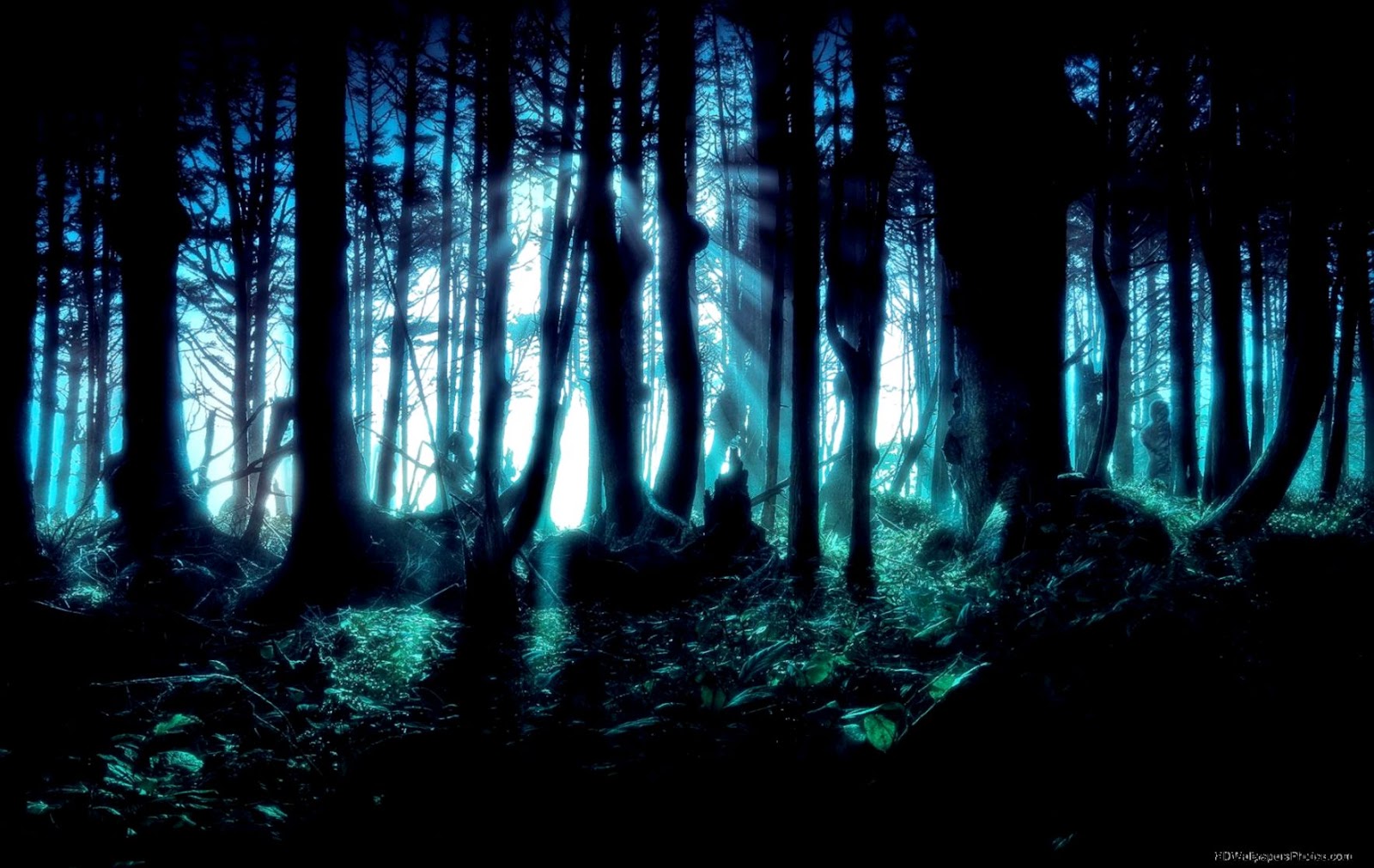 Dark Forest 2013HD WallpapersImagesPictures Dark Forest 2013HD WallpapersImagesPictures
