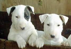 Filhote de Bull Terrier