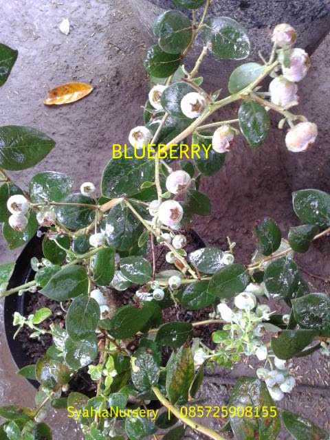 Syahlanursery Bibit Buah Pilihan Sawo Abiu Sawo syahlanursery bibit buah pilihan sawo abiu sawo
