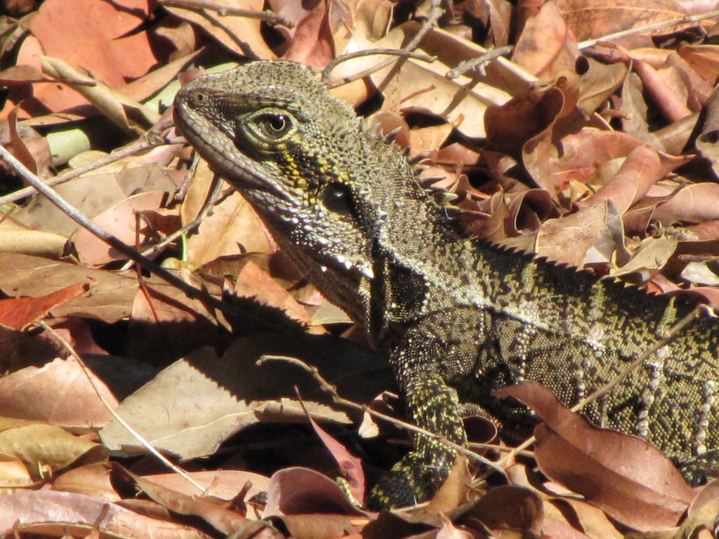 bobbing-head-bearded-dragon3.jpg