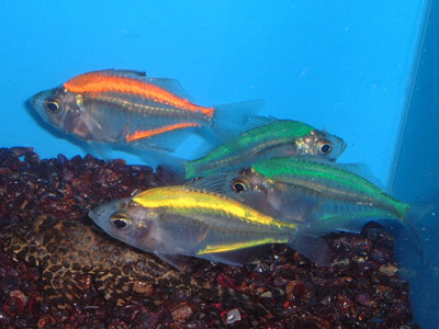 glassfish fish glassfish fish