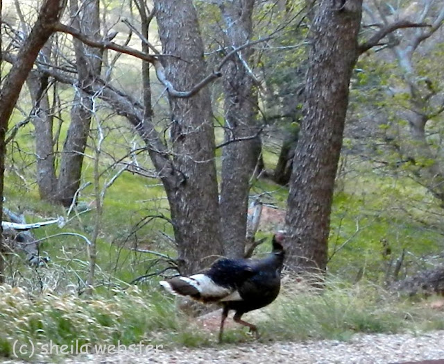 Photo of running wild turkey.