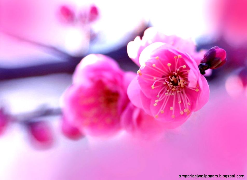 Beautiful Desktop Pink Flowers Beautiful Desktop Pink Flowers