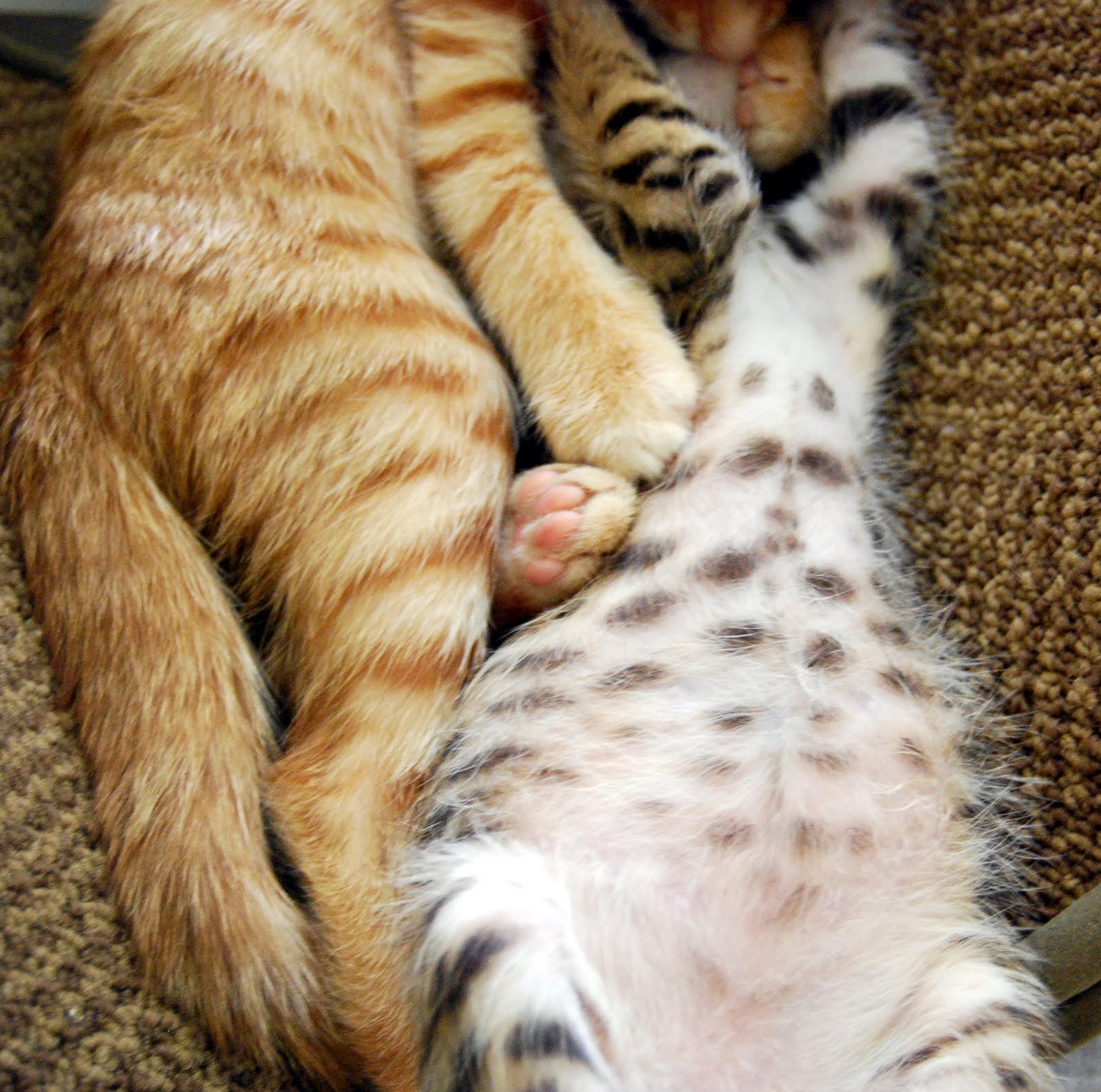 AbbiKat and AlleyKats Kitten Stripes and Spots