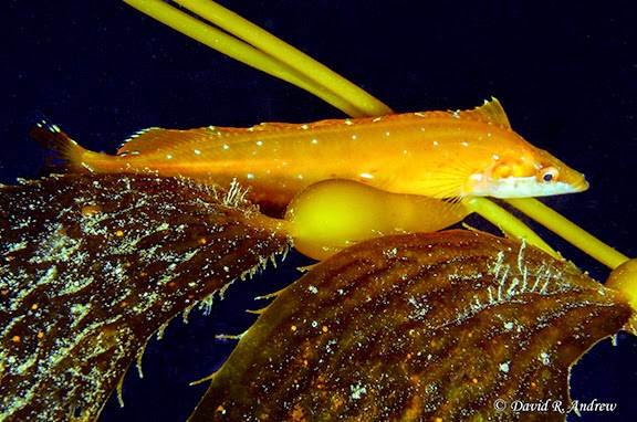 Giant Kelpfish Heterostichus Rostratus