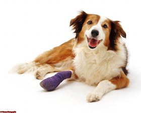Hairline Fracture The most common causes of bone fractures in dogs and cats are being -3.bp.blogspot.com