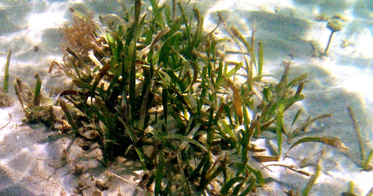 The Apprentice Manatee: Turtle Grass