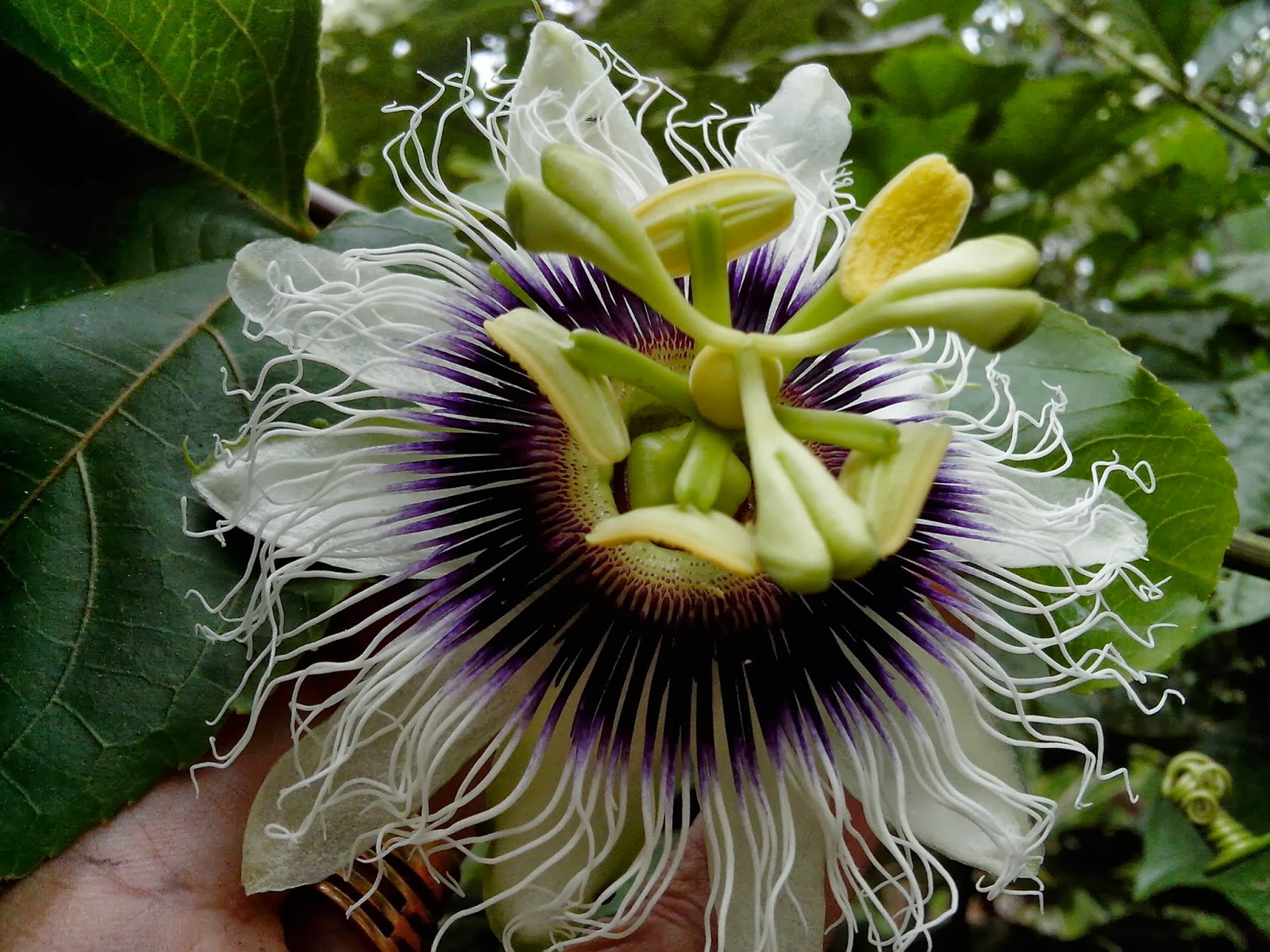Endah Murniyati's Journey FLOWER OF THE WEEK PASSION FRUIT